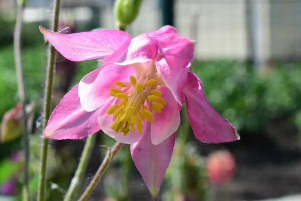 Fleur Rose Jaune — Photo