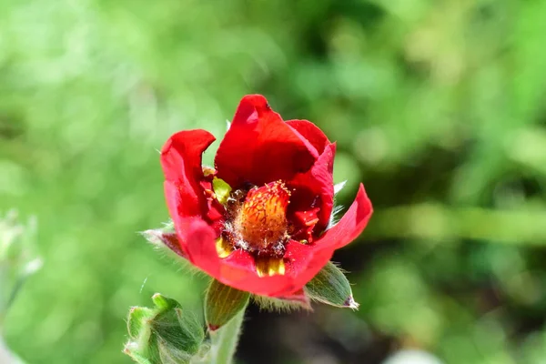 咲く花バドクローズアップ — ストック写真