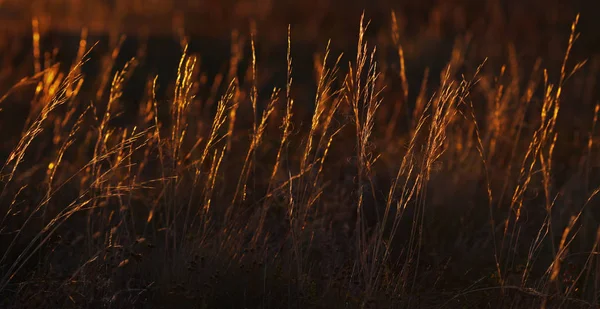 Grama Outono Campo Início Manhã Luz Sol — Fotografia de Stock