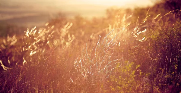 Grama Outono Campo Início Manhã Luz Sol — Fotografia de Stock