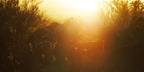 Grama Outono Campo Início Manhã Luz Sol — Fotografia de Stock