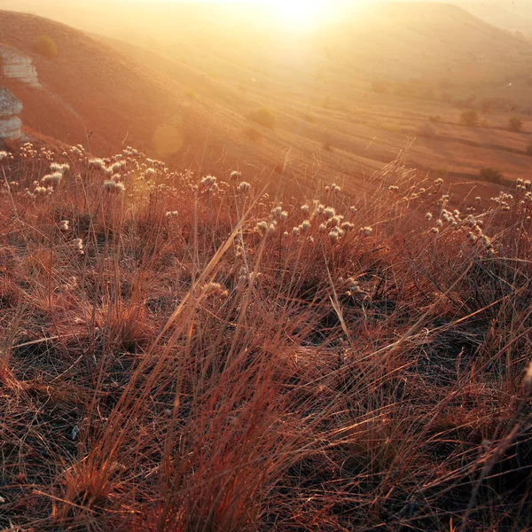 Autumn Grass Field Early Morning Sunlight — Stock Photo, Image