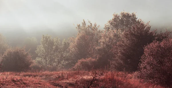 Paisaje Otoñal Madrugada Luz Del Sol Una Espesa Niebla Sobre — Foto de Stock