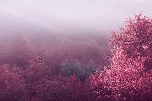 Herbstlandschaft Frühen Morgen Sonnenlicht Und Dichter Nebel Über Dem Boden — Stockfoto