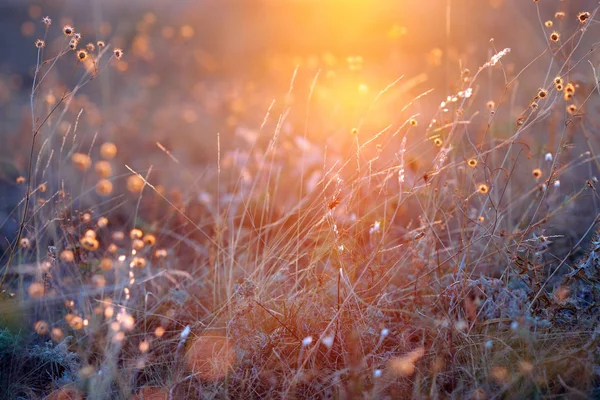 Трава Лучах Восходящего Солнца — стоковое фото