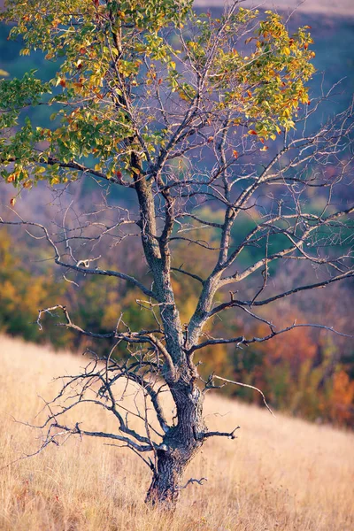 Autunno Colori Dell Autunno Con Alberi Mattino Presto Luce Foschia — Foto Stock