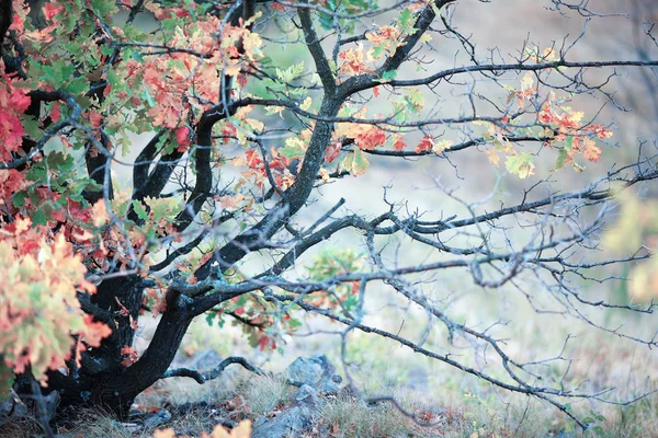 Herbstfarben Des Herbstes Mit Bäumen Frühen Morgen Und Leichtem Dunst — Stockfoto