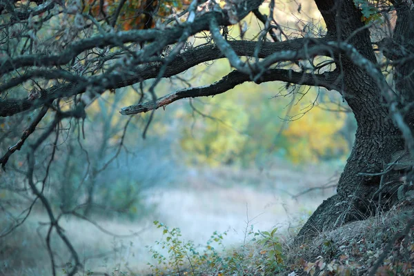 Herbstfarben Des Herbstes Mit Bäumen Frühen Morgen Und Leichtem Dunst — Stockfoto