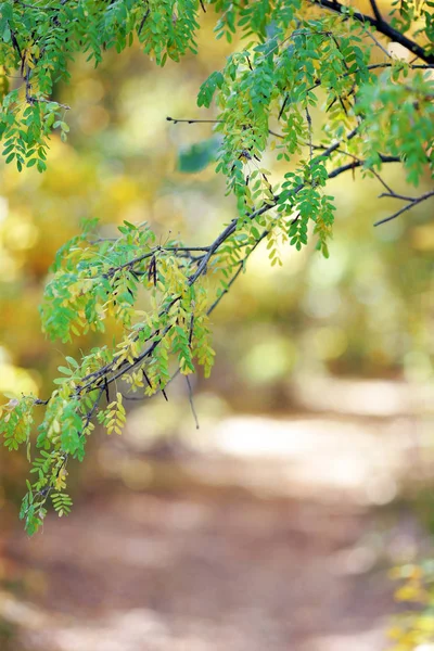 Herbstfarben Des Herbstes Mit Bäumen Frühen Morgen Und Leichtem Dunst — Stockfoto