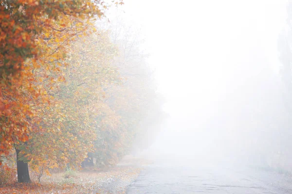 Őszi Erdő Reggel Ködben — Stock Fotó