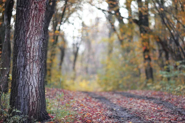 朝の霧の中で秋の森 — ストック写真