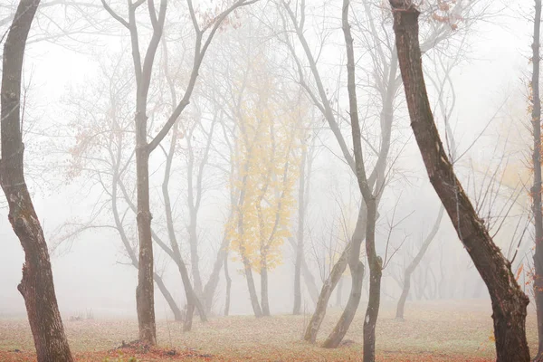 Foresta Autunnale Mattino Nella Nebbia — Foto Stock