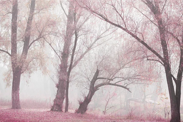 Herfst Bos Ochtend Mist — Stockfoto