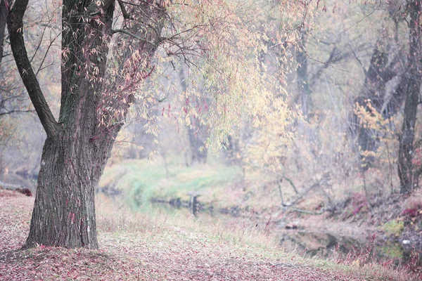 秋天的森林在清晨的雾中 — 图库照片