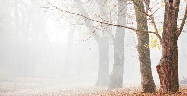 Foresta Autunnale Mattino Nella Nebbia — Foto Stock