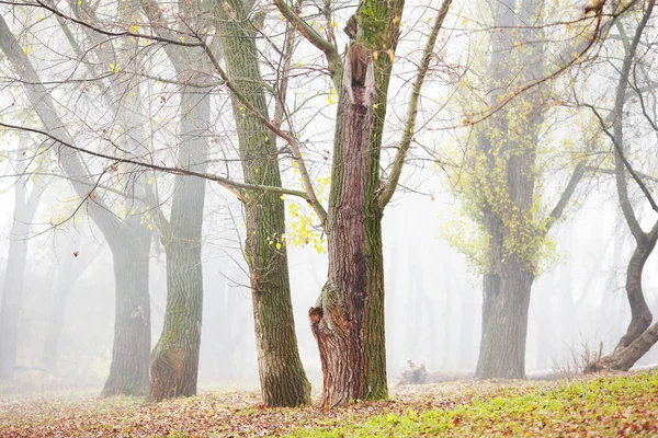 Foresta Autunnale Mattino Nella Nebbia — Foto Stock