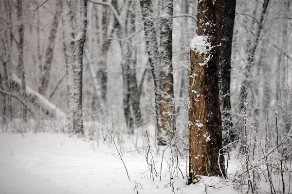 Winterbos Met Sneeuwval Grote Sneeuwlaag Een Sterke Sneeuwstorm Erin — Stockfoto