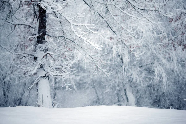 Winterbos Met Sneeuwval Grote Sneeuwlaag Een Sterke Sneeuwstorm Erin — Stockfoto