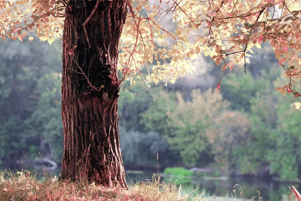 Herbstwald Mit Sonnenlicht — Stockfoto