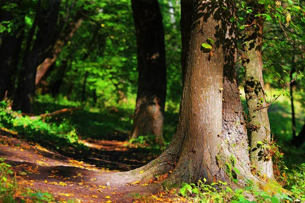 Floresta Outono Com Com Luz Solar — Fotografia de Stock