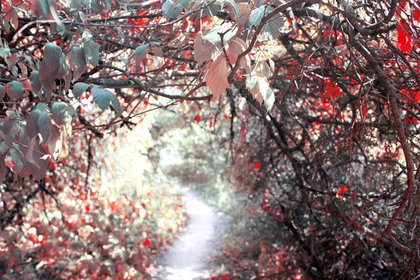 Jesienny Las Światłem Słonecznym — Zdjęcie stockowe
