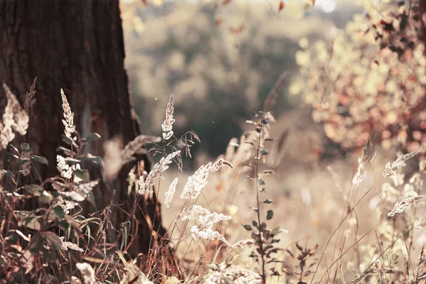 Sommer Sonnig Und Fröhlicher Wald — Stockfoto