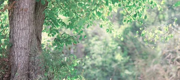 Sommer Sonnig Und Fröhlicher Wald — Stockfoto