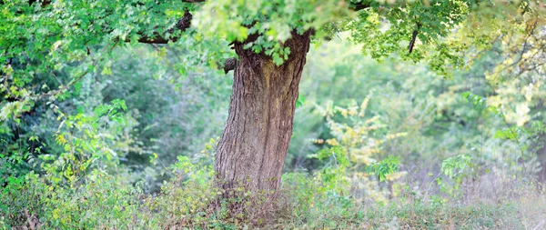 Alte Grüne Eiche Sommerwald — Stockfoto