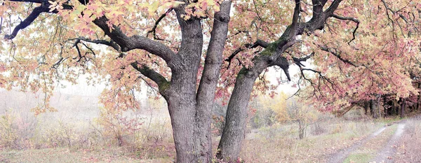 Alte Eiche Herbstlichen Wald — Stockfoto