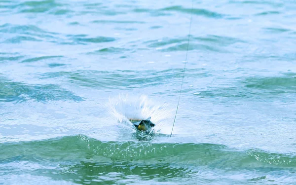 Feeding Point Rocket Carp — Stock Photo, Image