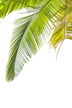 Leaves of palm tree  isolated on white background clipart