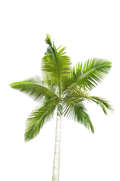 Palmera Aislada Sobre Fondo Blanco — Foto de Stock