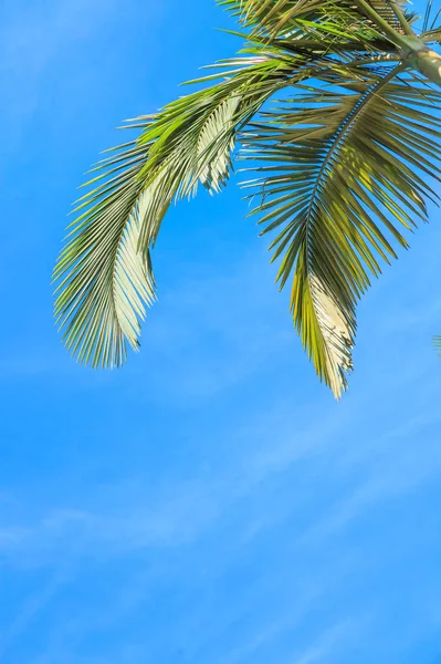Bladeren Van Palmboom Geïsoleerd Witte Achtergrond — Stockfoto