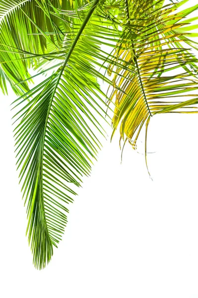Folhas Palmeira Isoladas Sobre Fundo Branco — Fotografia de Stock