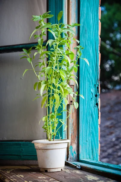 Decorative house green plant in white pot on windowsill — Stock Photo, Image