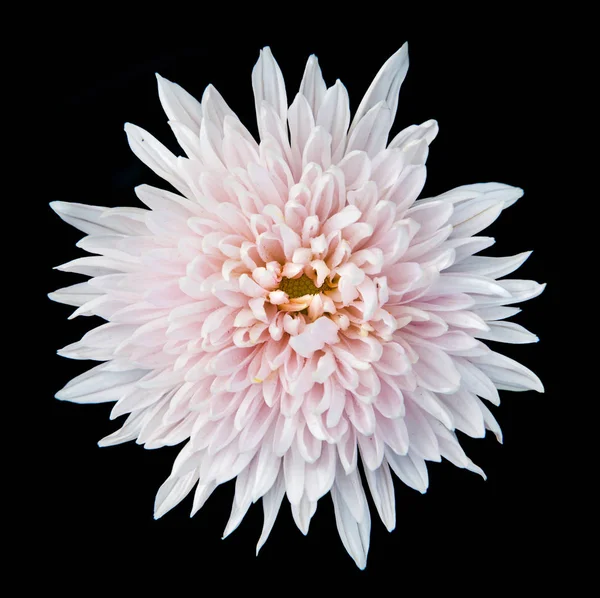 White chrysanthemum isolated on black — Stock Photo, Image