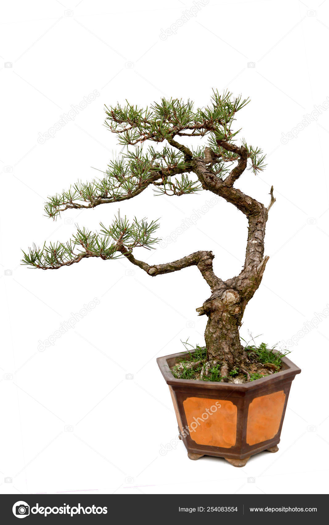 Evergreen Bonsai On White Stock Photo C Khuang 254083554