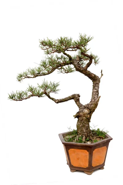 Beyaz üzerinde Evergreen bonsai — Stok fotoğraf