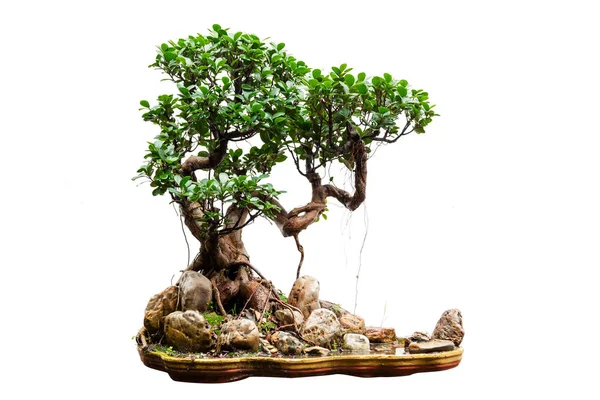 Beyaz üzerinde Evergreen bonsai — Stok fotoğraf