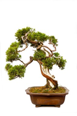 Beyaz üzerinde Evergreen bonsai