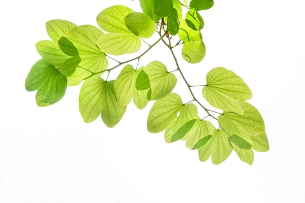 Green leaves of Purple Bauhinia Orchid tree under sunlight — Stock Photo, Image