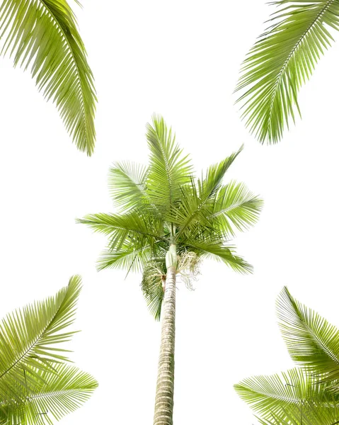Palme isoliert auf weißem Hintergrund — Stockfoto