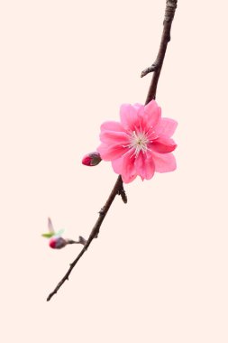 pembe şeftali çiçeği