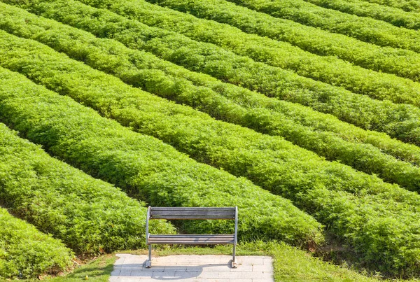 Banco de parque de madeira com o fundo de vetch de leite chinês fiel — Fotografia de Stock