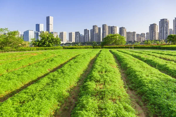 Stadsgezicht en skyline van Fuzhou vanuit Green Field in Park — Stockfoto