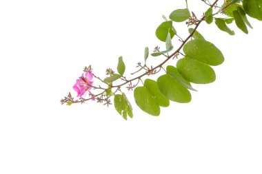 bauhinia ağacın çiçek şube 
