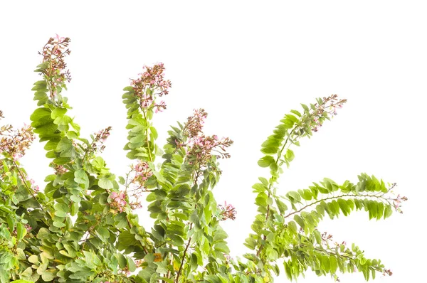 Blommande gren av bauhinia träd — Stockfoto