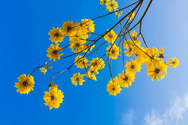 Gul Tabebuia blommor blomma på blå himmel bakgrund — Stockfoto