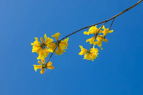 Fiori tabebuia gialli fioriscono sullo sfondo del cielo blu — Foto Stock