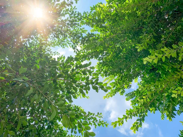 Folhas verdes sob luz do sol, visão de baixo ângulo — Fotografia de Stock